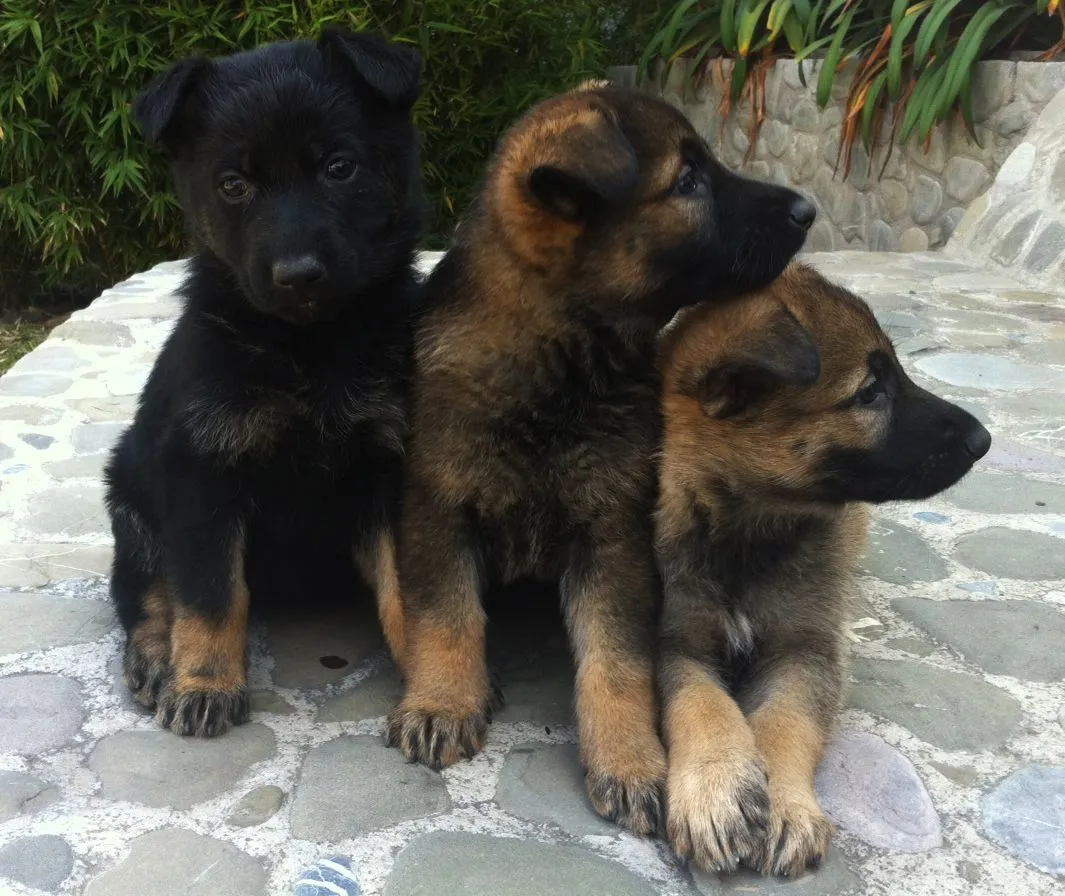 Pastor Aleman MX - Venta de Perros y Cachorros Pastor Aleman en México