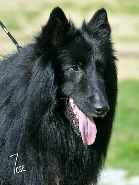 Pastor Belga groenendael de Belliamici