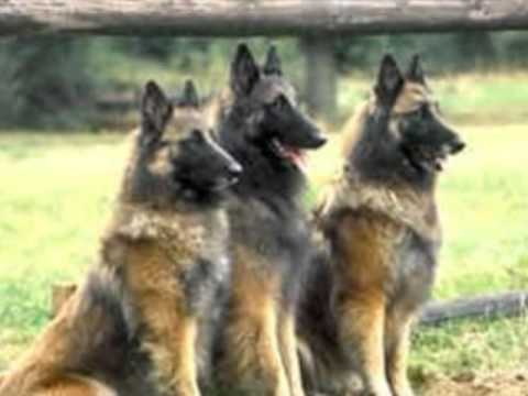 Pastor Belga Tervueren. Belgian Shepherd Tervuren. - YouTube