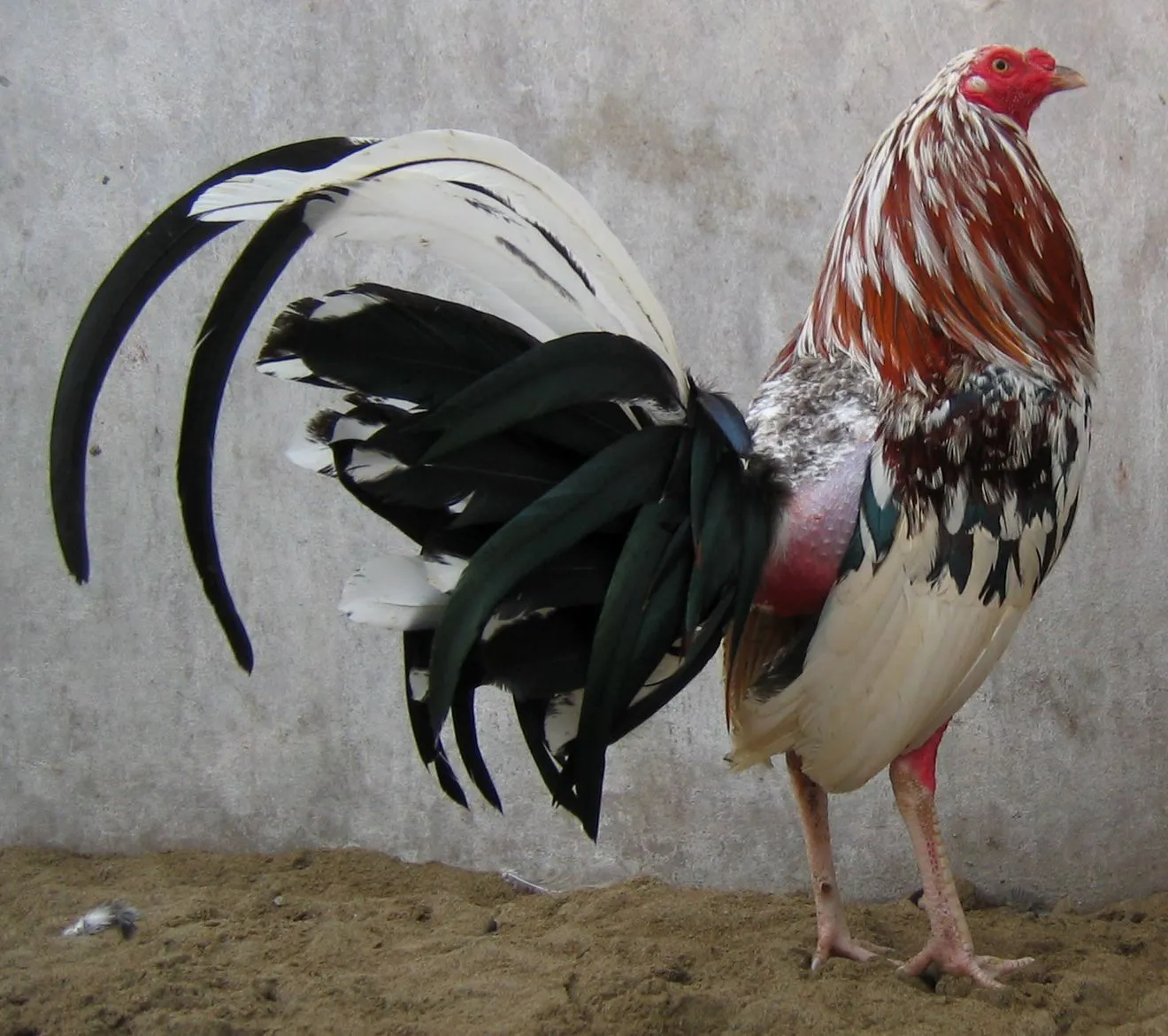 Ver Fotos de Gallos de Pelea del Mundo: Pastor de gallos finos y ...