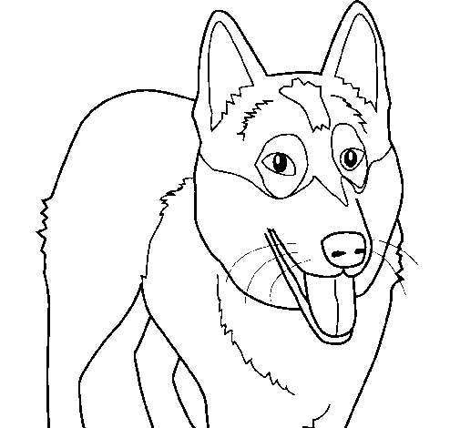 Perro: Pastor Alemán para colorear ~ Dibujos para Colorear Infantil