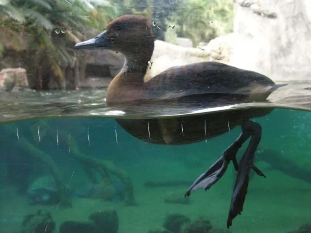 Patas de pato | fotos de Naturaleza