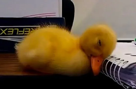 patitos bebes tiernos - Buscar con Google | animales bebes ...