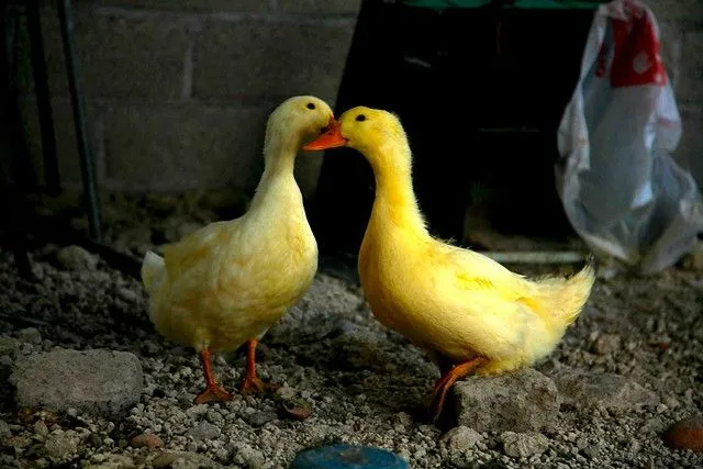 Patitos enamorados | Flickr - Photo Sharing!