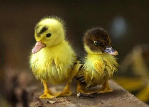 Patitos tiernos - Imagenes Tiernas | Imagenes Tiernas | :3 ...