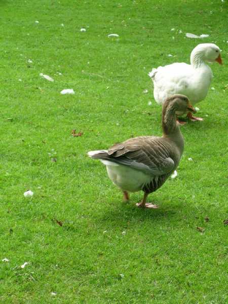 El pato y el ganso | Cuentos para pensar