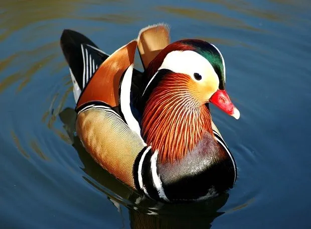 El pato mandarím es el más hermoso del mundo - Taringa!