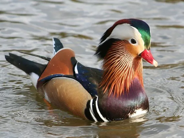 El pato mandarín es el más hermoso del mundo | Rincón Abstracto