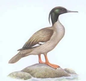 Pato Serrucho (Mergus octosetaceus).