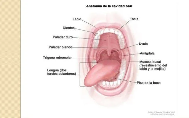 Patología Cavidad Oral y Glándulas Salivales