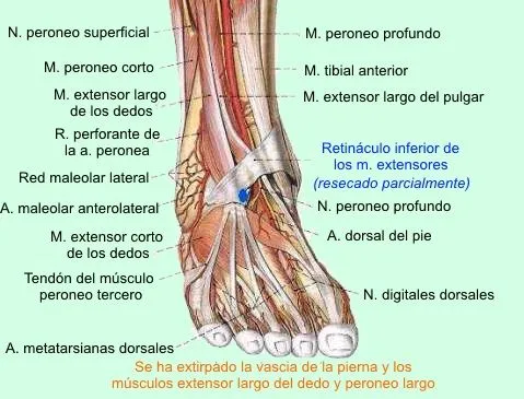 Patologias frecuentes de Tobillo y Pie - Taringa!