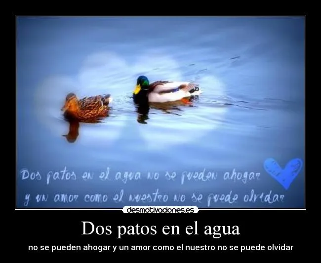 Dos patos en el agua | Desmotivaciones