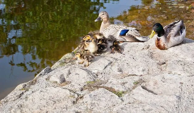 patos bebés :) | Flickr - Photo Sharing!