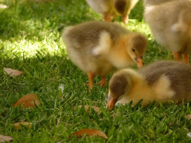 Patos bebes | Flickr - Photo Sharing!