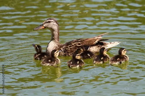 Patos con bebes © Mariusz Prusaczyk #24505404 - See portfolio