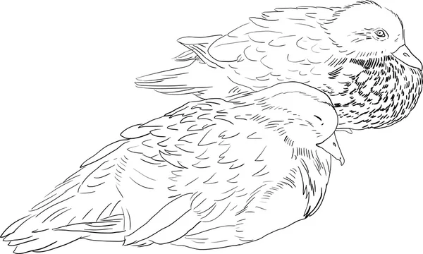 dos patos dibujo lineales — Vector stock © cat_arch_angel #29378985