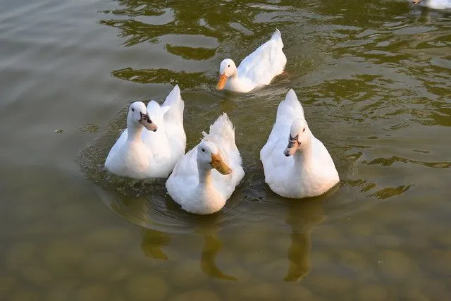 Patos nadando juntos | Flickr - Photo Sharing!