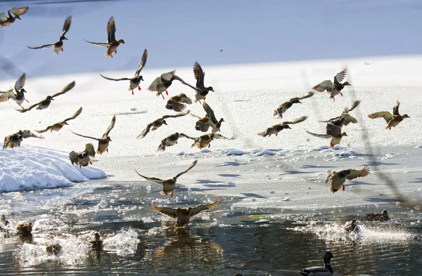 patos salvajes volando en el invierno — Foto stock © Mishella ...