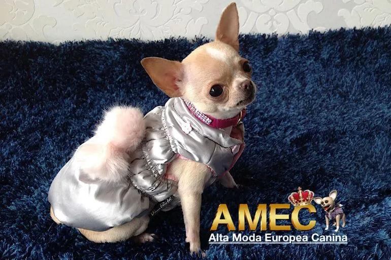 patrones ropa perros | Alta Moda Europea Canina