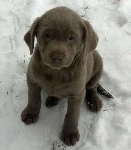 Patti the Labrador Retriever | Puppies | Daily Puppy