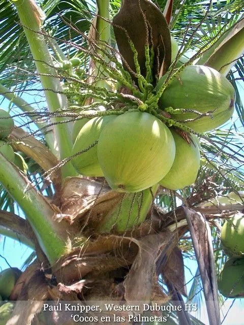 Paul Knipper-Western Dubuque High School- 'Cocos en las Palmeras ...