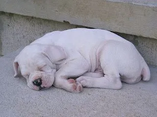 Boxer blanco cachorro - Imagui