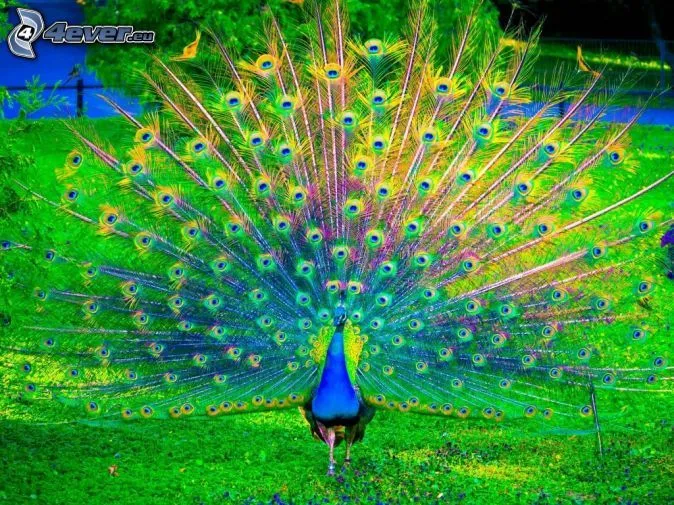 pavo-real-170148.jpg