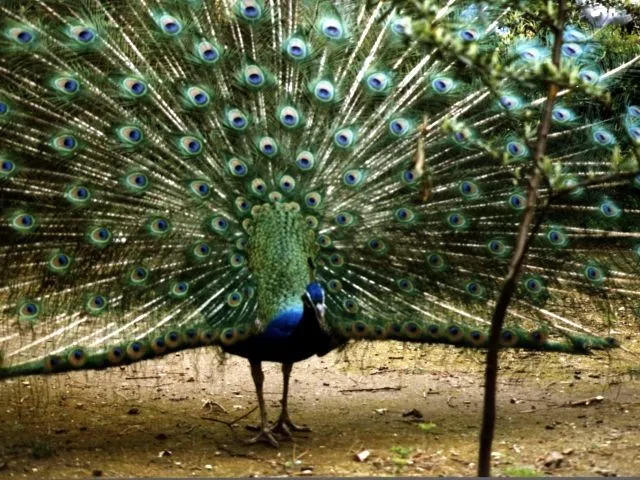 Pavo Real Azul Pictures