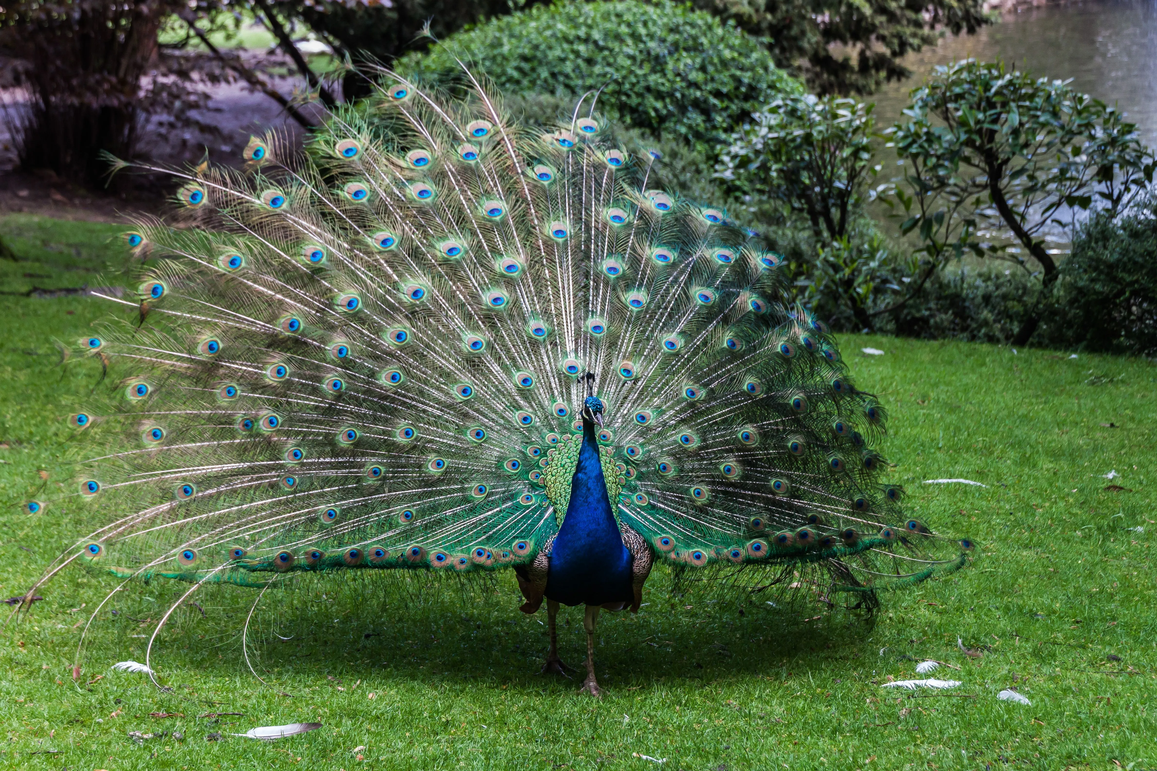 Pavo Real Campo de San Francisco. Llego la Primavera. | fotos de ...