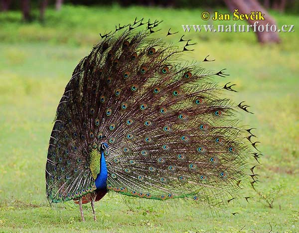 Pavo Real Común Paó reial | Fotografía