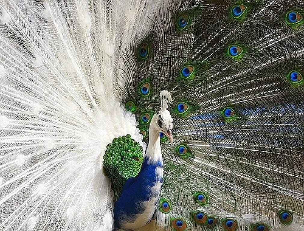 pavo real | Cuidar de tu mascota es facilisimo.