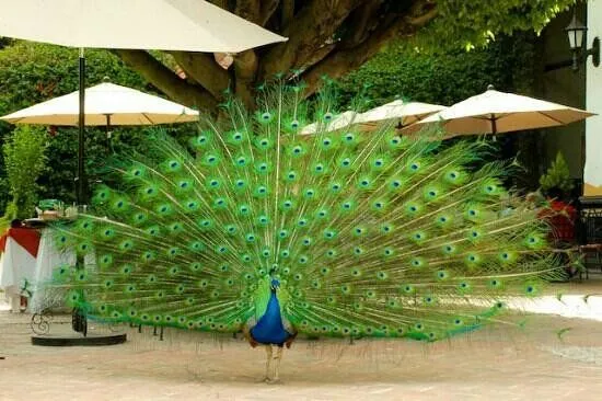 Pavo Real junto a restaurante: fotografía de Hotel Mision San Gil ...