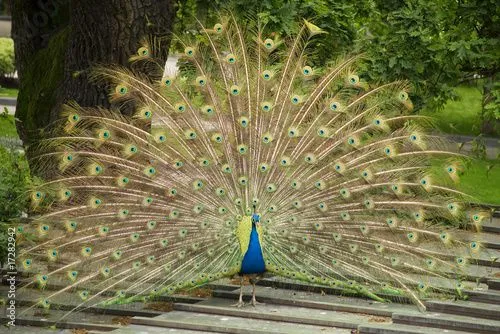 Pavo real © Sergio Martínez #17282942 - See portfolio