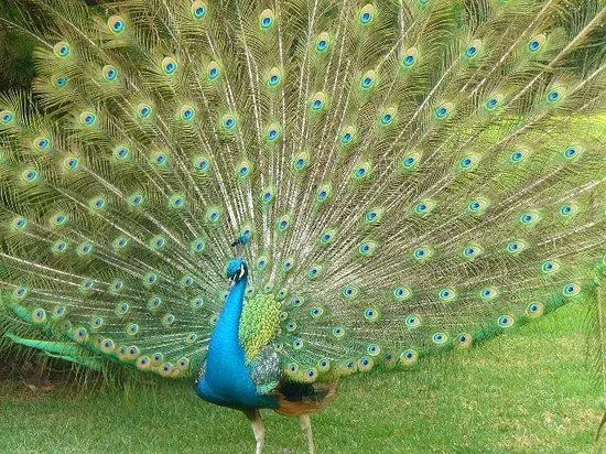 Pavorreal paseando por los jardines - Picture of Museo Dolores ...