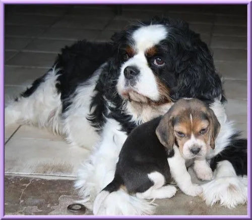 Payou et Bébé beagle .. | Flickr - Photo Sharing!