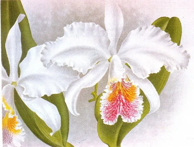 Paz Puentes Cuadros y Pinturas.: Orquideas