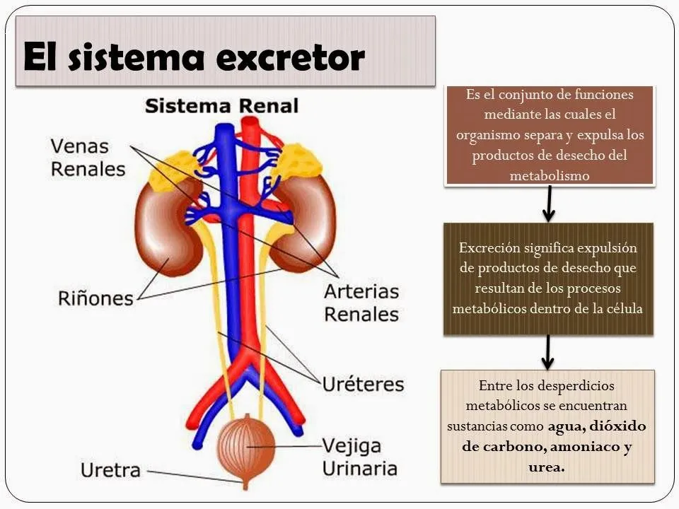 PDA 4to A : "SALUD Y NUTRICIÓN": Sistema Excretor