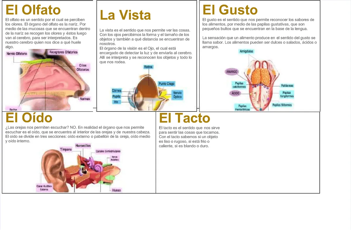 Pdf-lamina-de-los-5-sentidos compress - El TactoEl Tacto El tacto es el  sentido que El tacto es el - Studocu