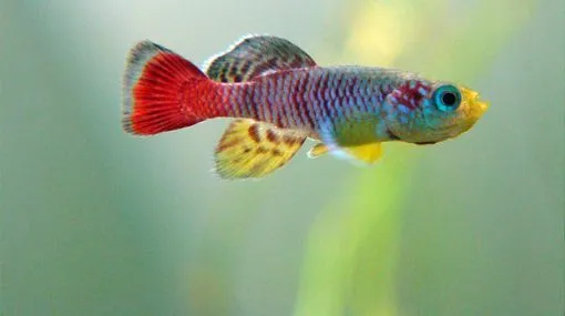 Los peces que 'nacen con la lluvia' están en peligro de extinción ...