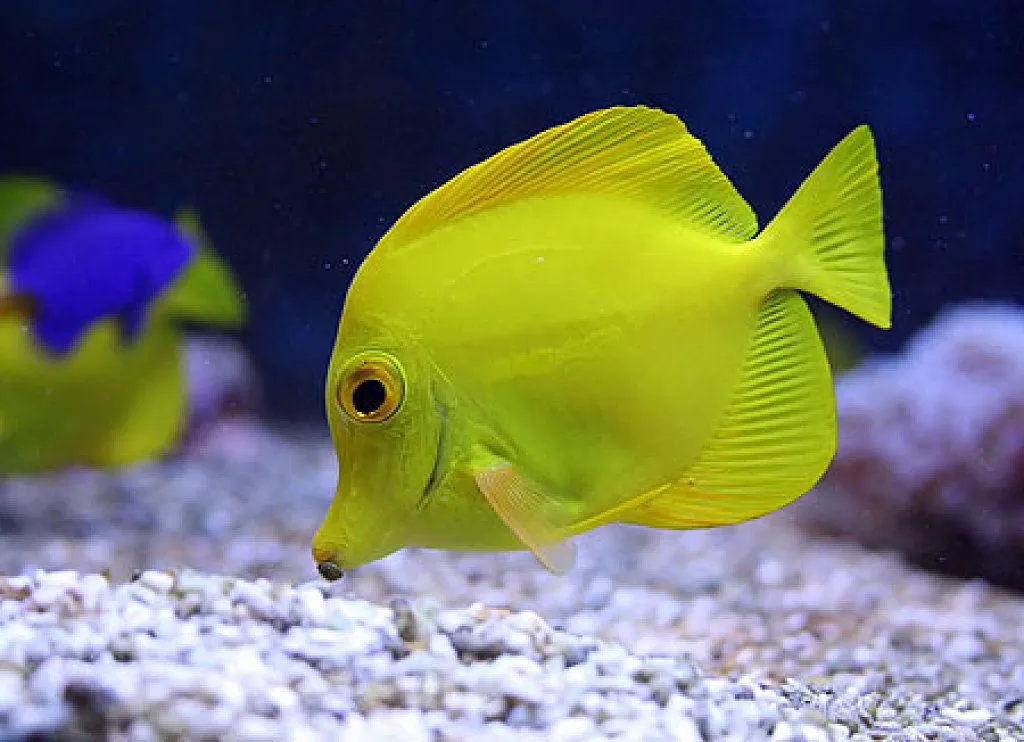 peces de acuario | Cuidar de tu mascota es facilisimo.