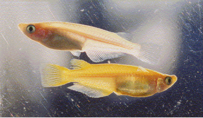 Peces de acuario: mayo 2009