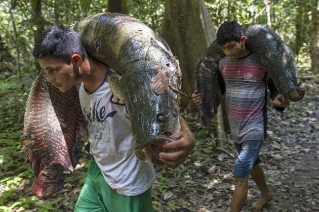 Peces de agua dulce | facilisimo.com