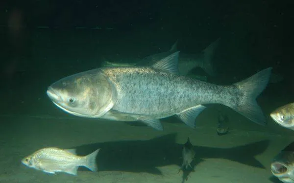 Peces de agua dulce no ingieren agua a diferencia de los peces de ...