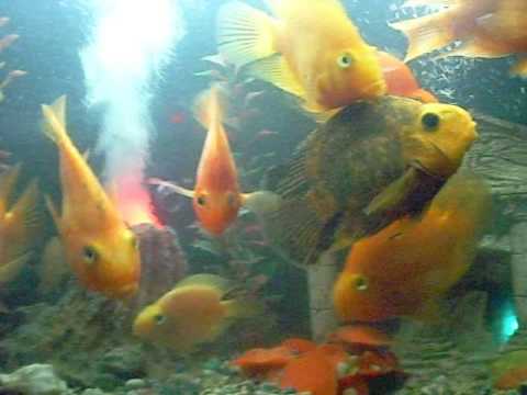 Peces-bajo del mar - YouTube