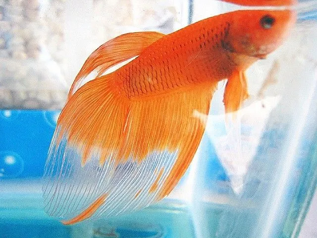 Peces Bettas :: Q Cruce Hay Q Hacer Para Obtener Un Betta Un Naranja??