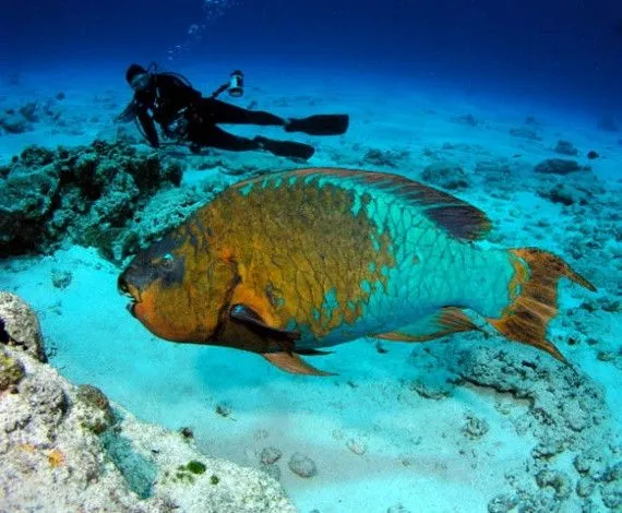 Los peces más bonitos y coloridos