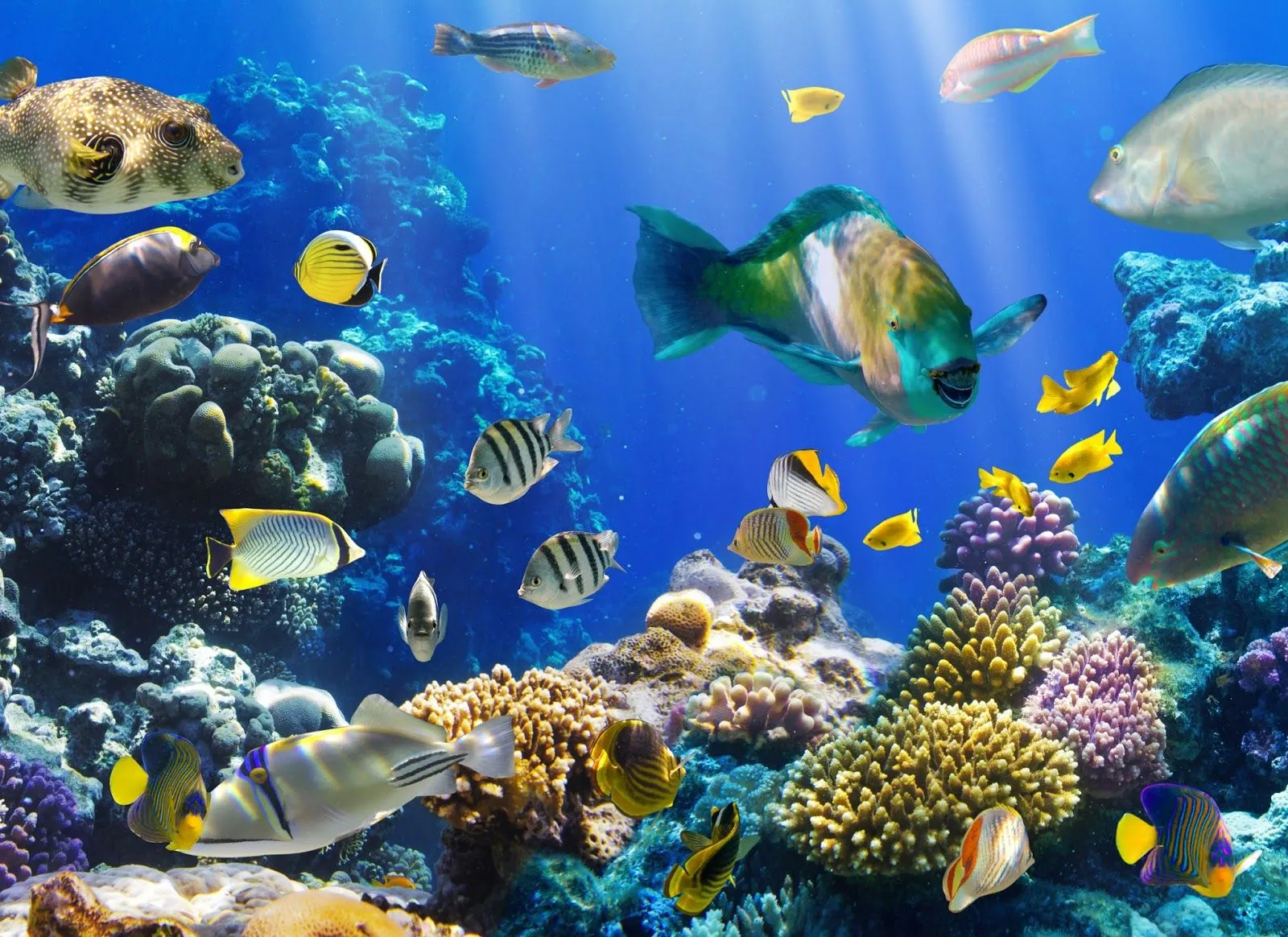 Peces de colores en el fondo marino del océano - Seascape | Banco ...