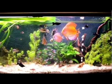 Peces comiendo papilla casera (HD 1080p)