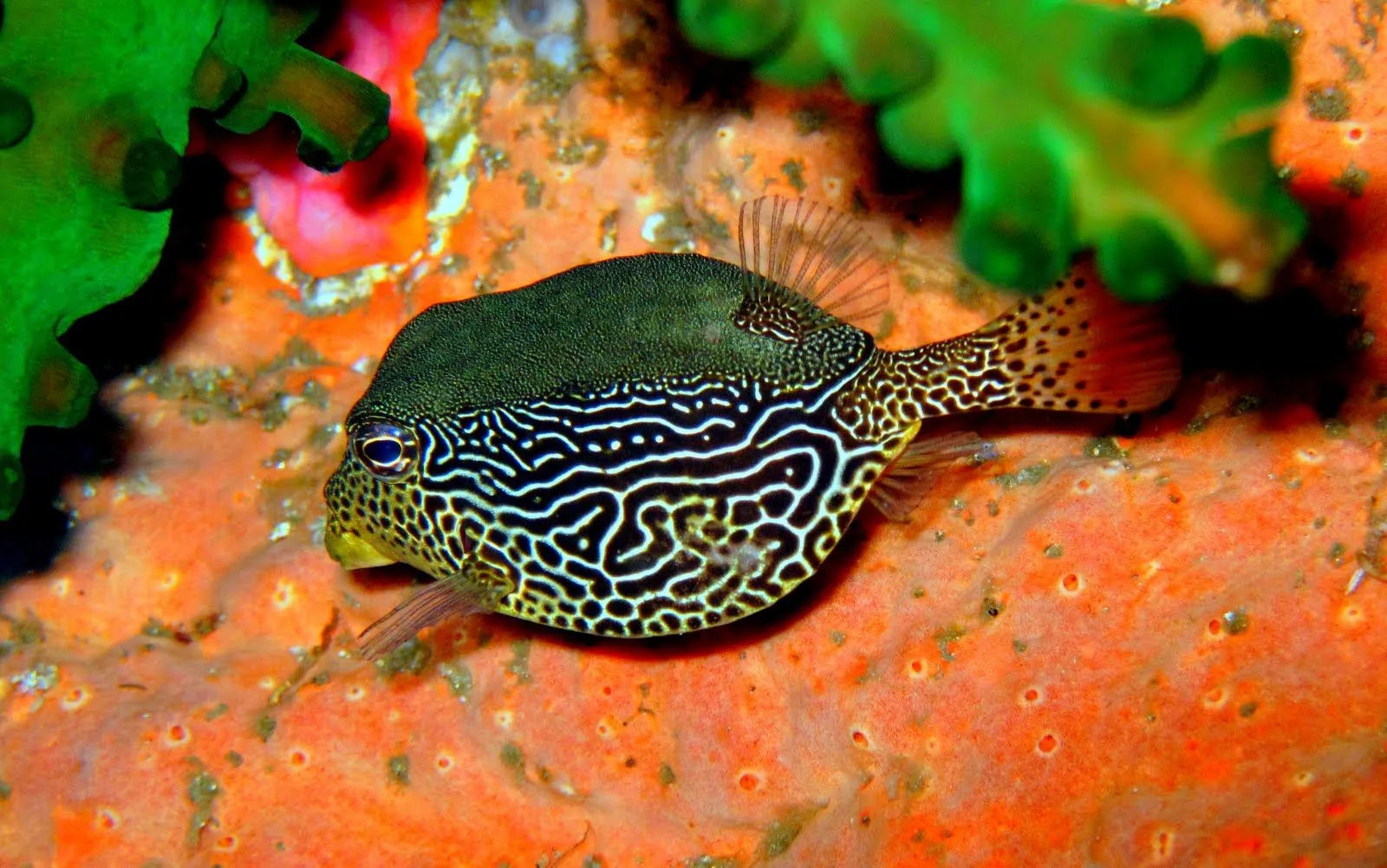 Peces, corales y arrecifes en el fondo del mar V | Banco de Imagenes