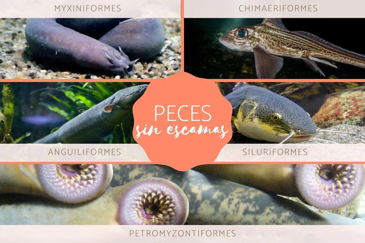 Peces sin escamas - Tipos, nombres y ejemplos (con fotos)